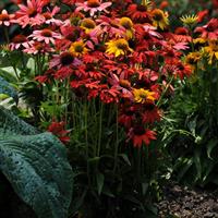 Echinacea Cheyenne Spirit