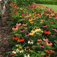 Echinacea Cheyenne Spirit