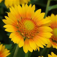 Gaillardia Mesa™ Peach