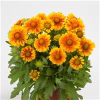 Gaillardia Mesa™ Peach