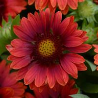 Gaillardia Mesa™ Red