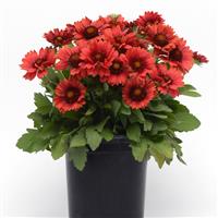 Gaillardia Mesa™ Red