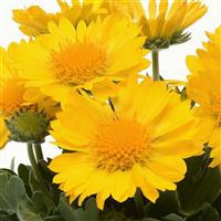 Gaillardia Mesa™ Yellow