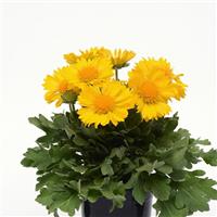 Gaillardia Mesa™ Yellow