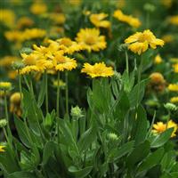 Gaillardia Mesa™ Yellow