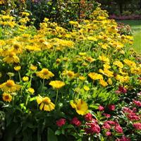 Gaillardia Mesa™ Yellow