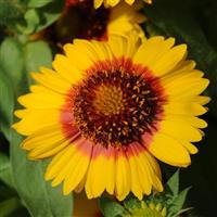 Gaillardia Mesa™ Bright Bicolor