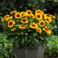 Gaillardia Mesa™ Bright Bicolor