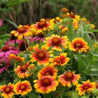 Gaillardia Mesa™ Bright Bicolor