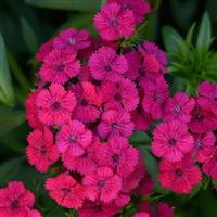 Jolt™ Cherry Interspecific Dianthus