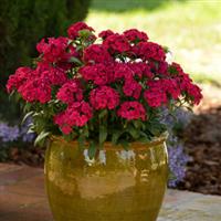 Jolt™ Cherry Interspecific Dianthus