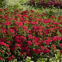 Jolt™ Cherry Interspecific Dianthus