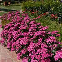 Jolt™ Pink Interspecific Dianthus