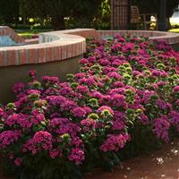 Jolt™ Pink Interspecific Dianthus