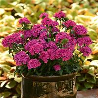 Jolt™ Pink Interspecific Dianthus