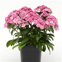 Jolt™ Pink Magic Interspecific Dianthus