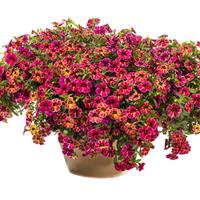 Cielo Firecracker Calibrachoa