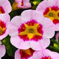 Cielo Pink Star Calibrachoa