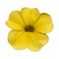 Cielo Yellow Calibrachoa