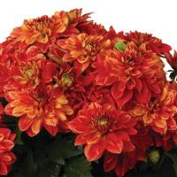 Novation Orange Bicolor Dahlia