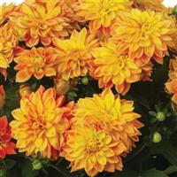 Novation Yellow Bicolor Dahlia