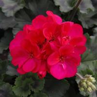 Savannah Neon Zonal Geranium