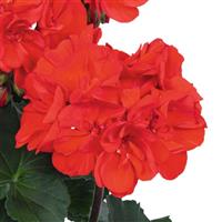 Savannah Bright Red Zonal Geranium