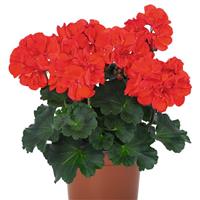 Savannah Bright Red Zonal Geranium