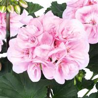 Savannah Pink Shades Zonal Geranium