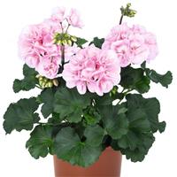 Savannah Pink Shades Zonal Geranium