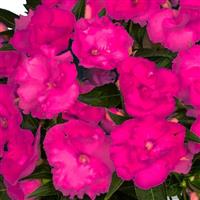 Roller Coaster Hot Magenta New Guinea Impatiens