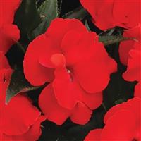 Roller Coaster Whirl Dark Red New Guinea Impatiens