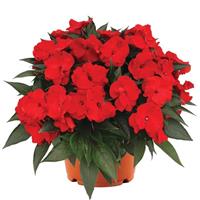 Roller Coaster Whirl Dark Red New Guinea Impatiens