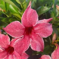 Sun Parasol Original XP Mauvelous Mandevilla