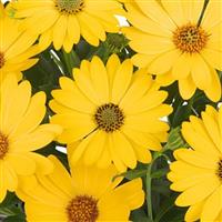 Margarita Golden Yellow Osteospermum