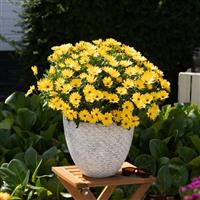 Margarita Golden Yellow Osteospermum