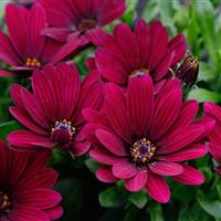 Margarita Dark Purple Osteospermum