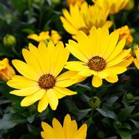 Margarita Plus Yellow Osteospermum