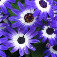 Senetti<sup>®</sup> Blue Bicolor Pericallis