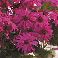 Senetti<sup>®</sup> Magenta Pericallis