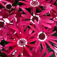 Senetti<sup>®</sup> Red Halo Pericallis