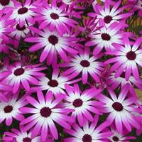 Senetti<sup>®</sup> Magenta Bicolor Pericallis