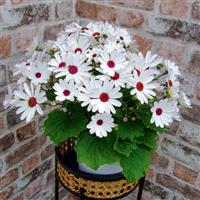 Senetti<sup>®</sup> White Red Heart Pericallis