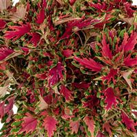 Down Town Vegas Neon Coleus