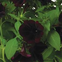 Potunia Plus Black Satin Petunia