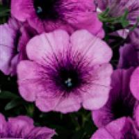 Potunia Plus Blue Vein Petunia