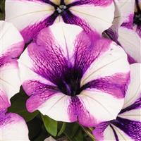 Potunia Plus Lavender Touch Petunia