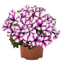 Potunia Plus Lavender Touch Petunia