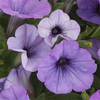 Potunia Plus Lavender Shimmer Petunia