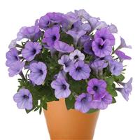 Potunia Plus Lavender Shimmer Petunia